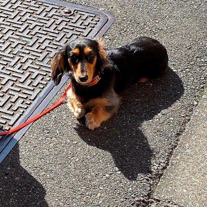 犬好き